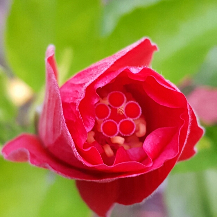 plant image 243160