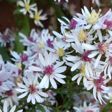 Gypsophila paniculata 'My Pink'