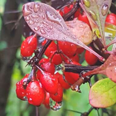 Berberis vulgaris