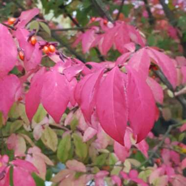 Euonymus alatus