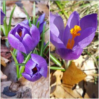 Crocus chrysanthus 'Blue Pearl' syn. Crocus biflorus 'Blue Pearl'