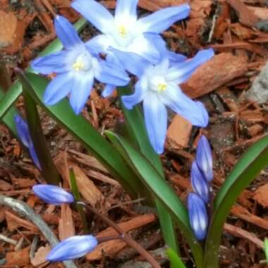 Chionodoxa forbesii 'Blue Giant' syn. Scilla forbesii 'Blue Giant'