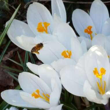 Crocus sieberi 'Bowles's White' syn. Crocus sieberi 'Albus'