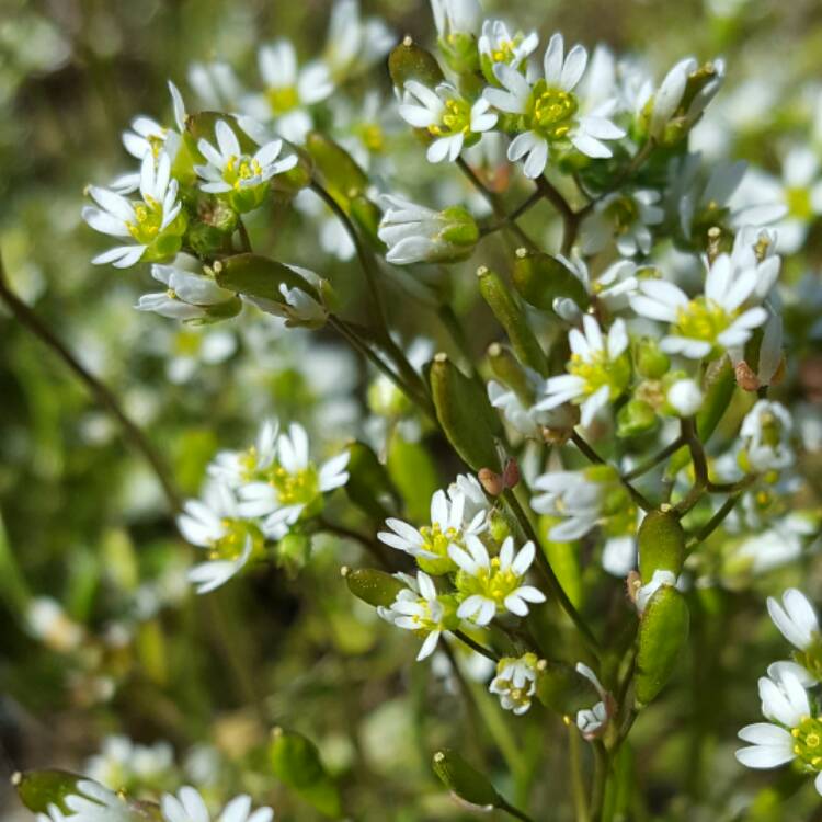 Plant image Aurinia saxatilis  syn. Alyssum saxatile