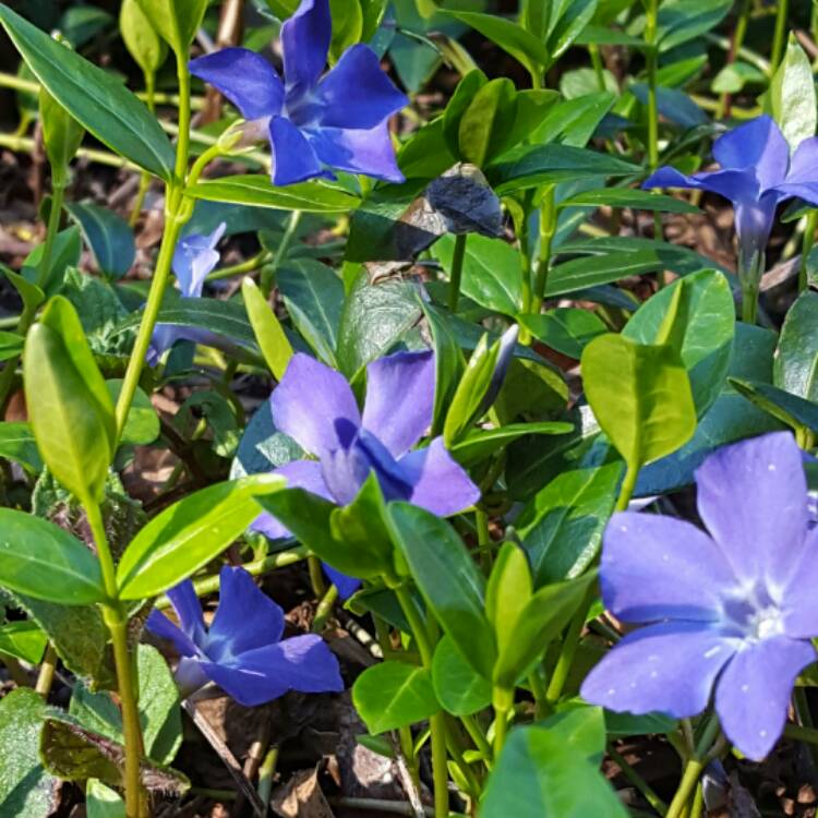 Plant image Vinca minor 'Flower Power'