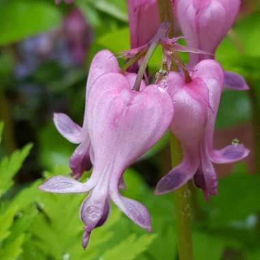 Dicentra Eximia