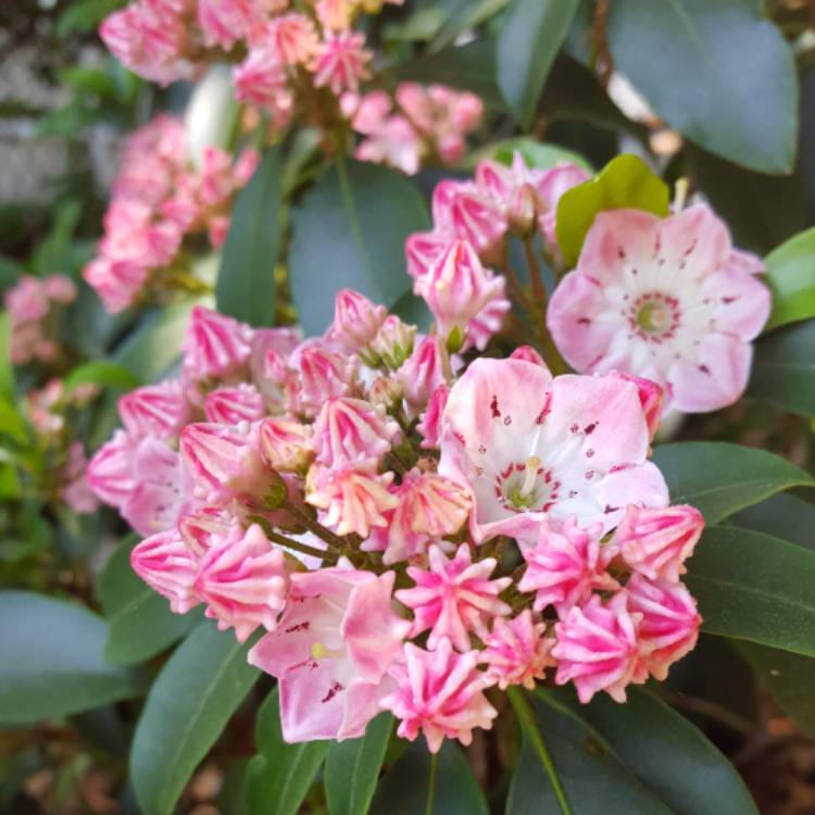 Plant image Kalmia latifolia 'Pinwheel'