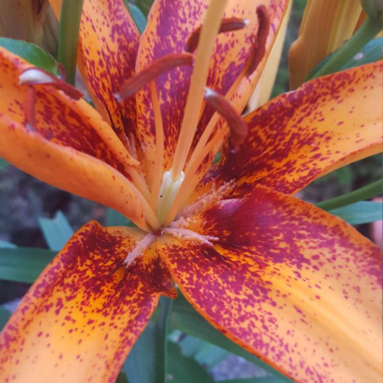 Plant image Lilium 'Matrix'