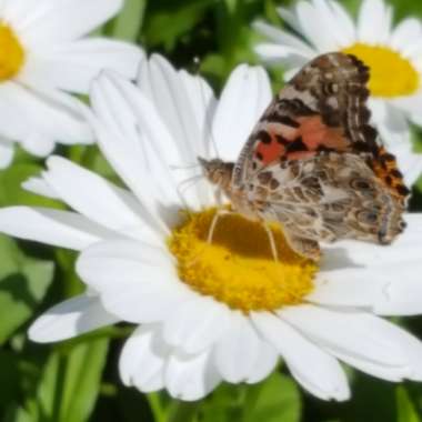 Leucanthemum x superbum 'Silver Princess'