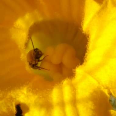 Cucurbita Maxima 'Buttercup'