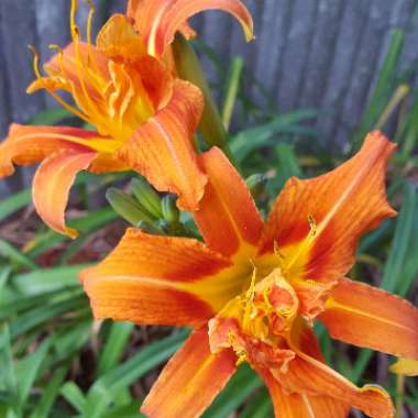 Hemerocallis fulva 'Kwanso' syn. Hemerocallis 'Kwanso'