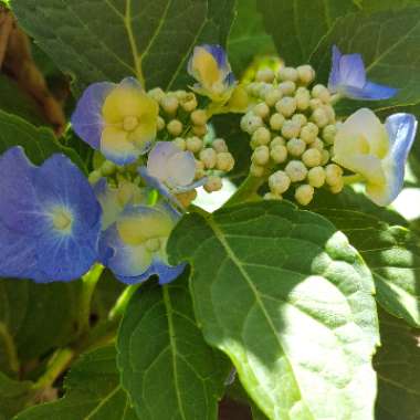 Hydrangea macrophylla 'Blaumeise'