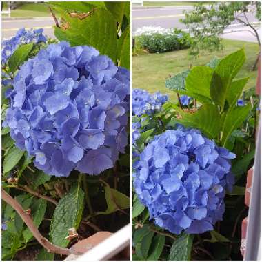 Hydrangea macrophylla 'Brestenburg'