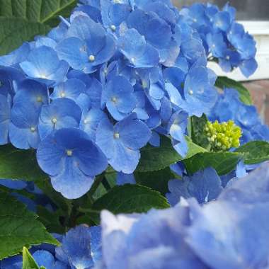 Hydrangea macrophylla 'Brestenburg'