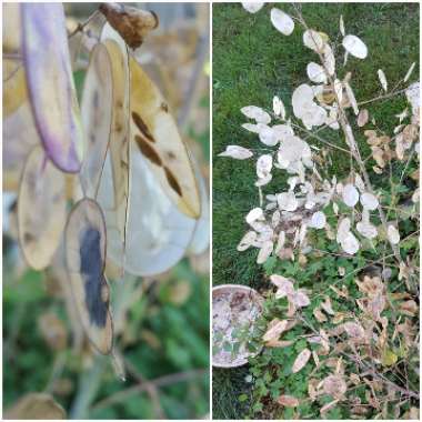 Lunaria annua