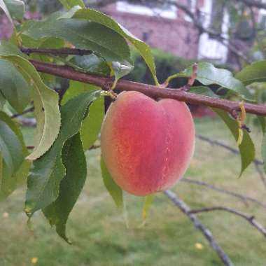 Prunus persica