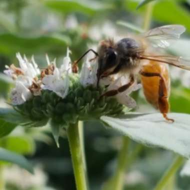 Mentha suaveolens