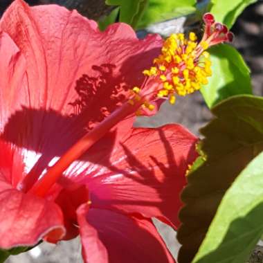 Hibiscus