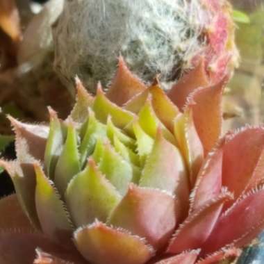 Sempervivum Arachnoideum subsp. Tomentosum