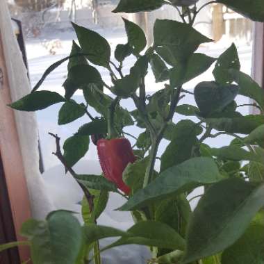 Capsicum 'Bellafina Red'