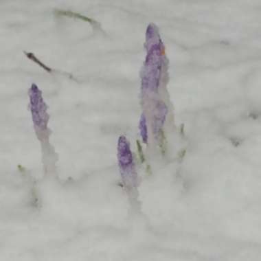 Crocus chrysanthus 'Blue Pearl' syn. Crocus biflorus 'Blue Pearl'