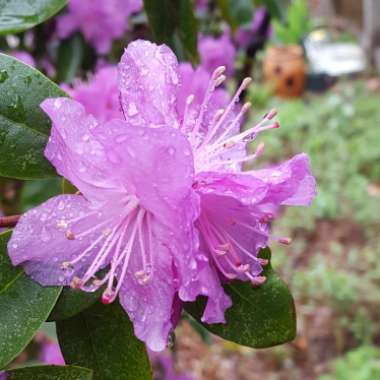 Rhododendron  (Azalea Varieties)