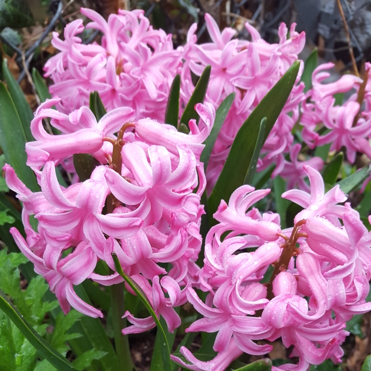 Plant image Hyacinthus orientalis 'Pink Festival'