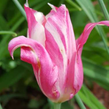 Tulipa