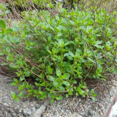 Thymus Citriodorus