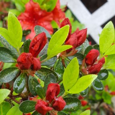 Rhododendron 'Fireball'