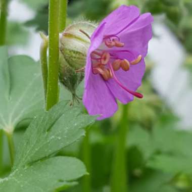 Geranium