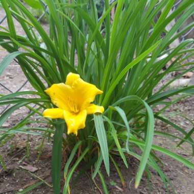 Hemerocallis 'Stella Bella'