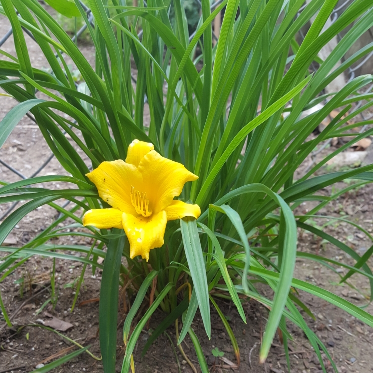 Plant image Hemerocallis 'Stella Bella'