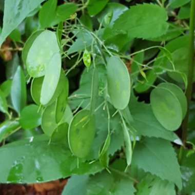 Lunaria annua