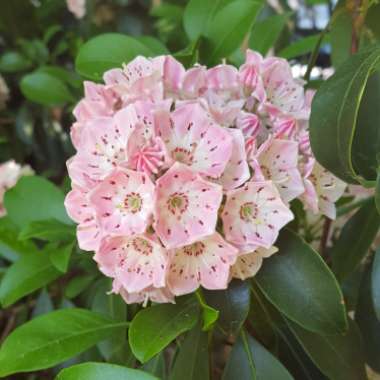 Kalmia latifolia 'Pinwheel'