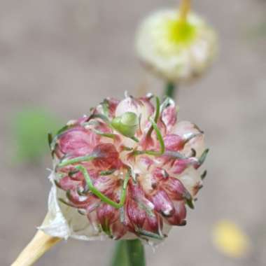 Allium schoenoprasum