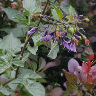 Solanum dulcamara