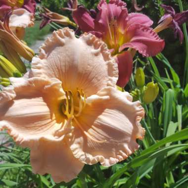 Hemerocallis