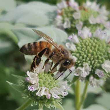 Mentha suaveolens