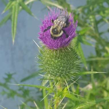 Cirsium vulgare