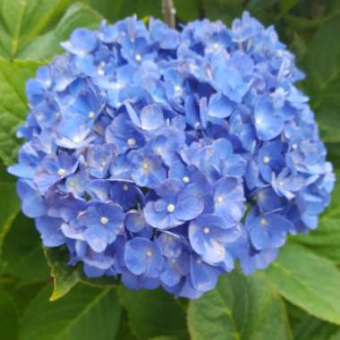 Hydrangea macrophylla 'Brestenburg'