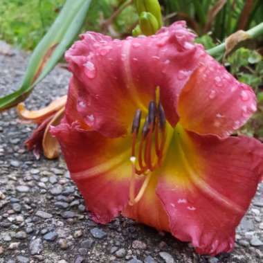 Hemerocallis