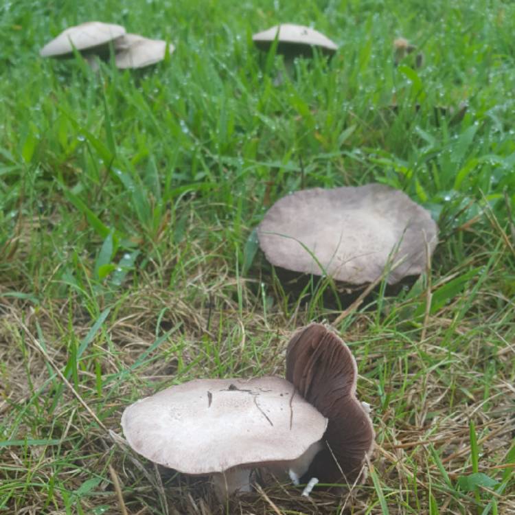 Plant image Agaricus campestris