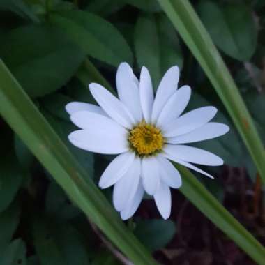 Leucanthemum x superbum 'Highland White Dream'