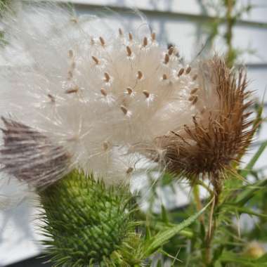 Cirsium vulgare