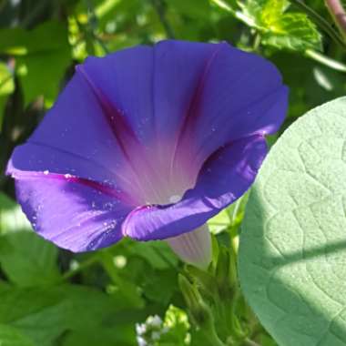 Ipomoea indica