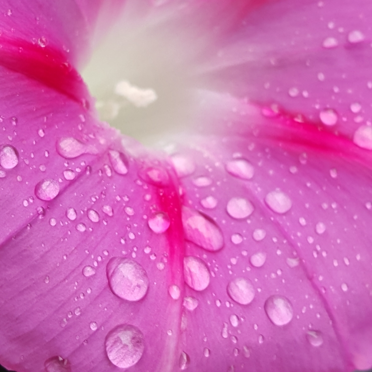 Plant image Ipomoea purpurea 'Tickle Me Pink'