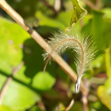 Clematis