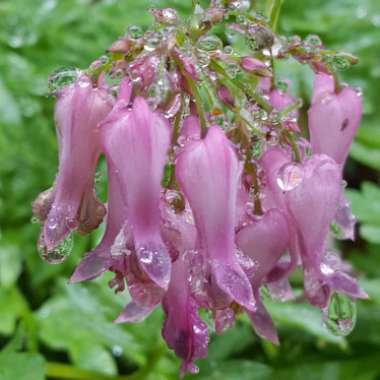 Dicentra Eximia