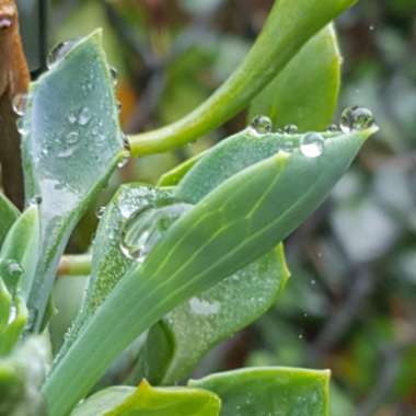 Senecio kleiniiformis